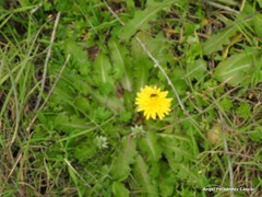 Taraxacum obovatum