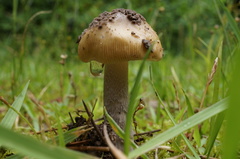 Amanita ceciliae