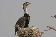 Phalacrocorax carbo lucidus