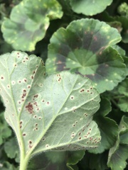 Puccinia pelargonii-zonalis