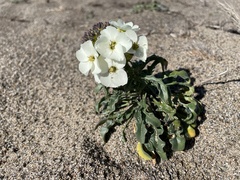 Erysimum concinnum