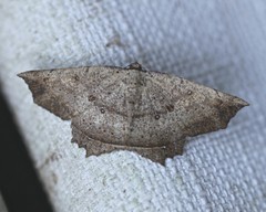 Polyacme subpulchra