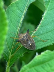 Pentatomidae