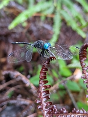 Dythemis nigra