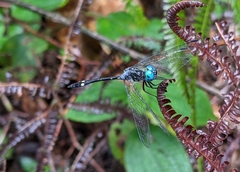 Dythemis nigra