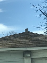 Sciurus carolinensis