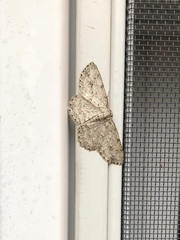 Ectropis crepuscularia