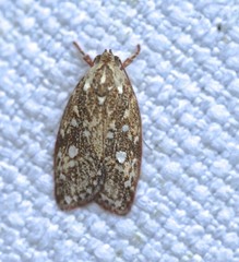 Euchaetis metallota