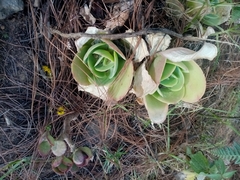 Echeveria pallida