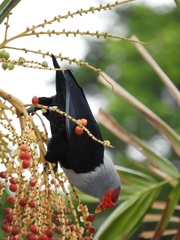 Alectroenas pulcherrimus