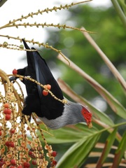 Alectroenas pulcherrimus