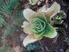 Echeveria pallida