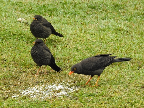 Great Thrush (Turdus fuscater), photo 8