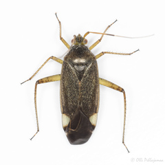 Closterotomus annulus