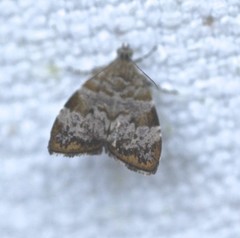 Choreutis melanopepla