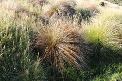 Schoenus pauciflorus