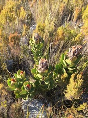 Protea speciosa