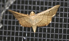 Hypolamprus ypsilon