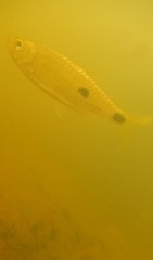 Brycinus