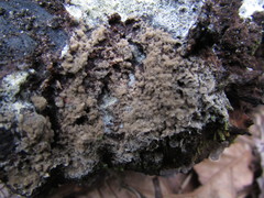 Botryobasidium conspersum