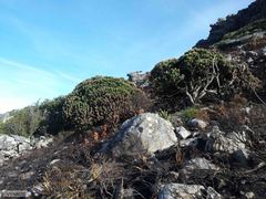 Mimetes fimbriifolius