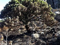 Mimetes fimbriifolius