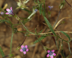 Navarretia linearifolia
