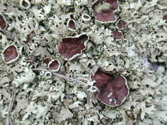 Xanthoparmelia stenophylla