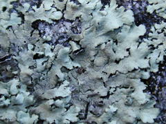 Xanthoparmelia stenophylla