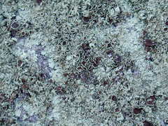 Xanthoparmelia stenophylla