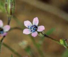 Navarretia linearifolia