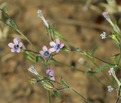 Navarretia linearifolia