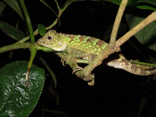 Borneo Forest Dragon, Gonocephalus bornensis