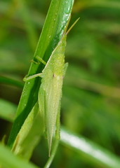 Atractomorpha australis