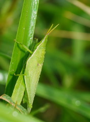 Atractomorpha australis
