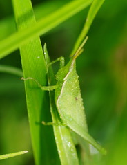 Atractomorpha australis