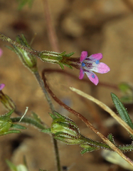 Navarretia linearifolia