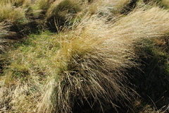 Festuca novae-zelandiae