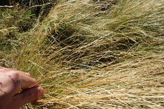 Festuca novae-zelandiae