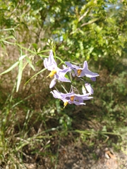 Solanum amygdalifolium