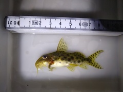 Synodontis