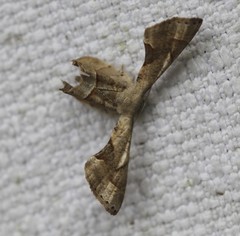 Phazaca leucocephala