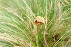 Pterostylis abrupta