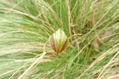 Pterostylis abrupta