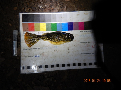 Fresh water puffer fish (Tetraodon mbu) — Tetraodontidae