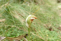 Pterostylis abrupta
