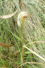 Pterostylis abrupta