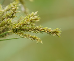 Cyperus exaltatus