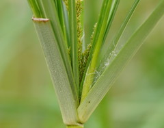 Cyperus exaltatus