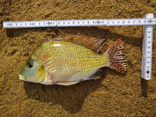 Tylochromis microdon